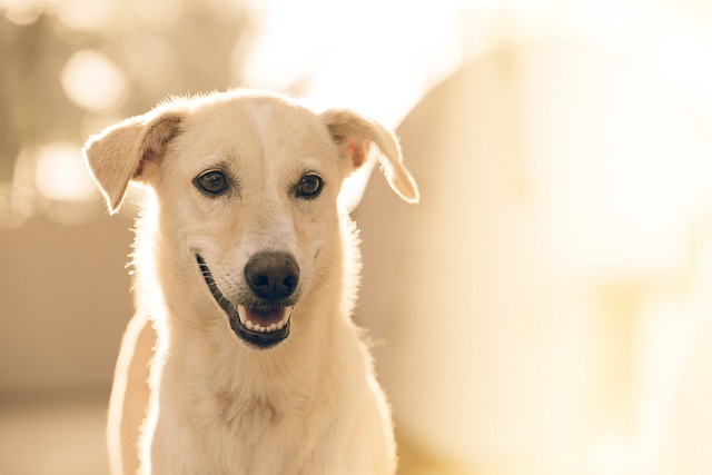 Veilig en comfortabel reizen met je hond: hondenzitjes en hondentrappen